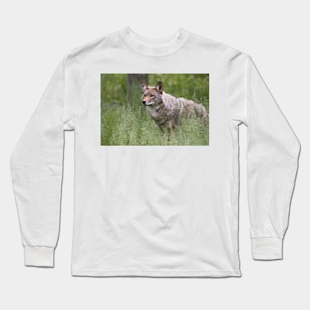 Coyote Long Sleeve T-Shirt by jaydee1400